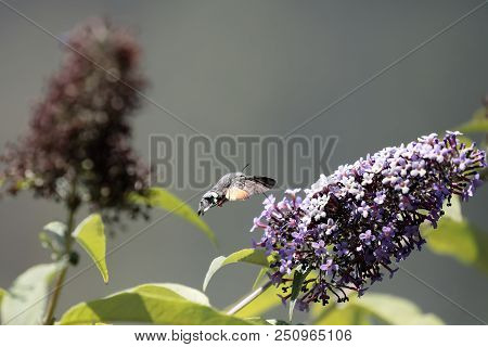 The Sphinx Of The Gallium Or Sphinx Hummingbird (macroglossum Stellatarum) Sucking The Nectar Of The