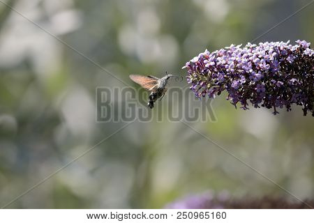 The Sphinx Of The Gallium Or Sphinx Hummingbird (macroglossum Stellatarum) Sucking The Nectar Of The
