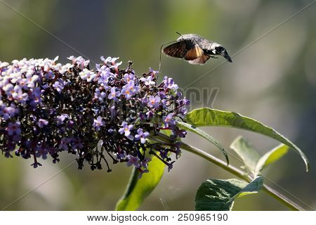 The Sphinx Of The Gallium Or Sphinx Hummingbird (macroglossum Stellatarum) Sucking The Nectar Of The