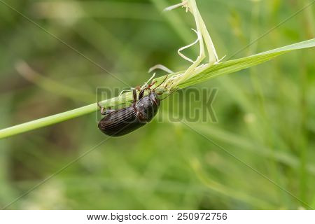 Macro Photograph Of A Beetle Sitting On A Grass Stalk. The Beetle Is Eating The Grass. On A Green Ba