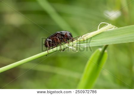Macro Photograph Of A Beetle Sitting On A Grass Stalk. The Beetle Is Eating The Grass. On A Green Ba