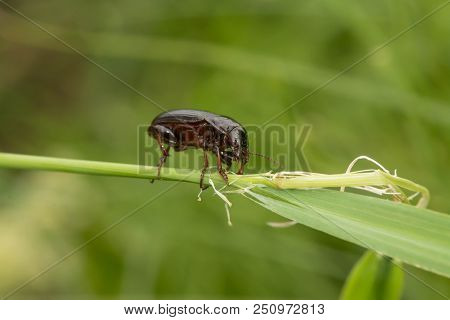 Macro Photograph Of A Beetle Sitting On A Grass Stalk. The Beetle Is Eating The Grass. On A Green Ba