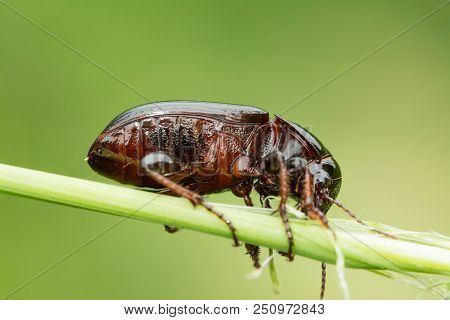 Macro Photograph Of A Beetle Sitting On A Grass Stalk. The Beetle Is Eating The Grass. On A Green Ba