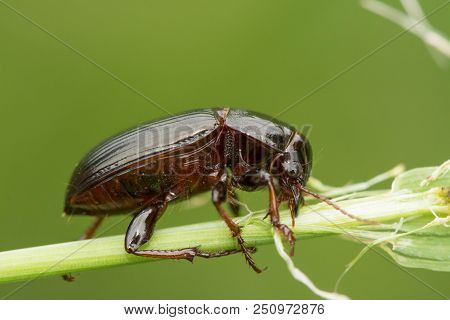 Macro Photograph Of A Beetle Sitting On A Grass Stalk. The Beetle Is Eating The Grass. On A Green Ba