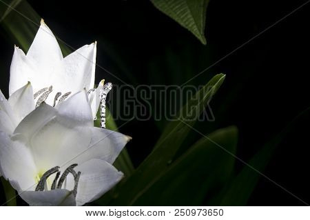Tiny Black And White Snail Eater Snake In Bright White Flowers With Black Nighttime Jungle Backgroun