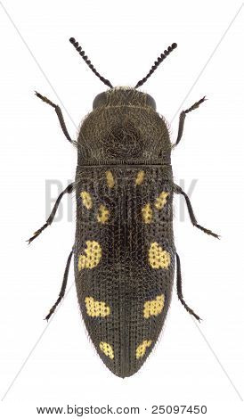 Acmaeodera dwukropka