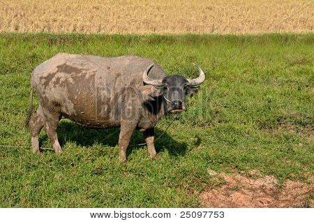 Buffalo