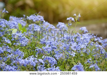 Beautiful Of White Lead-wort Indigo Flowers In Garden With Orange Light.