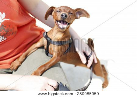 Stag Red Miniature Pinscher Dog With Uncropped Ears Wants To Play