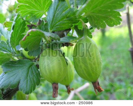 Grüne Stachelbeeren