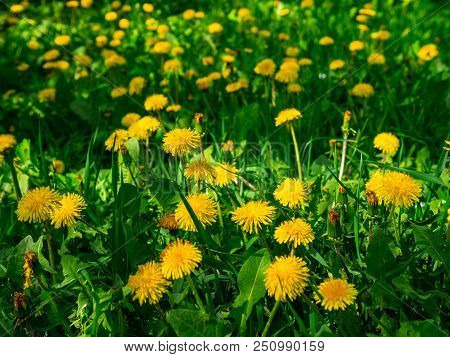 Yellow Dandelion, Milk-witch Gowan, On A Blooming Dandelion Lawn.