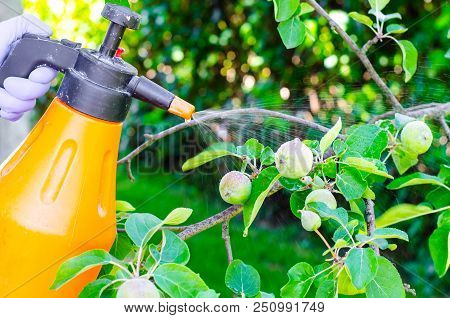 Hand With Glove Spraying Leaves Of Fruit Tree Against Plant Diseases. Studio Photo
