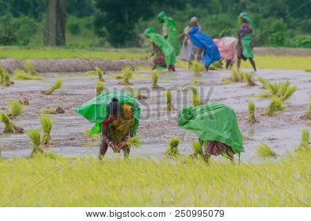 Purulia, West Bengal / India - 14th August 2017 : Indian Rural Women Are Busy Harvesting Paddy (rice