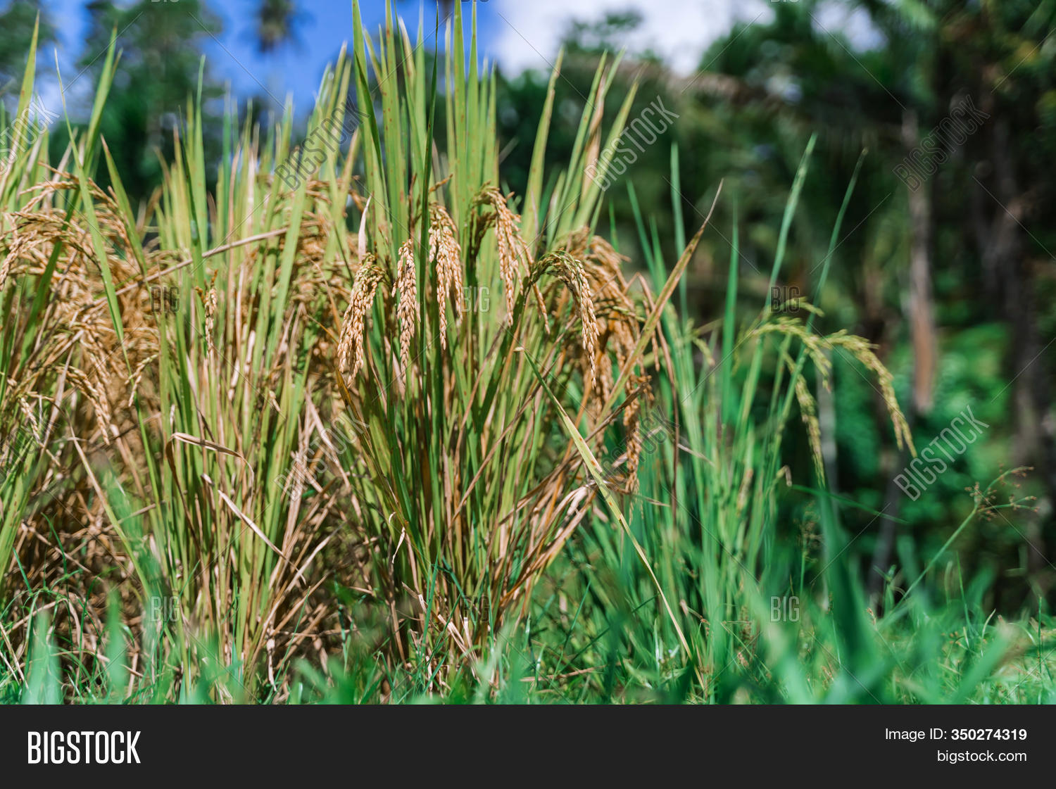 What Are Rice Rips Ears Ripe Rice On Image & Photo (Free Trial) | Bigstock