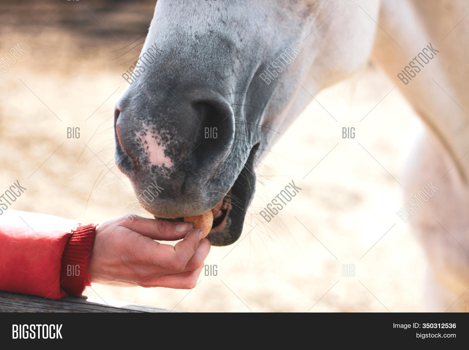конь кушает рисунок. лошадь карикатура уставшая. Could eat a horse. карикатура лошадь человек. лошадь ест деньги.
