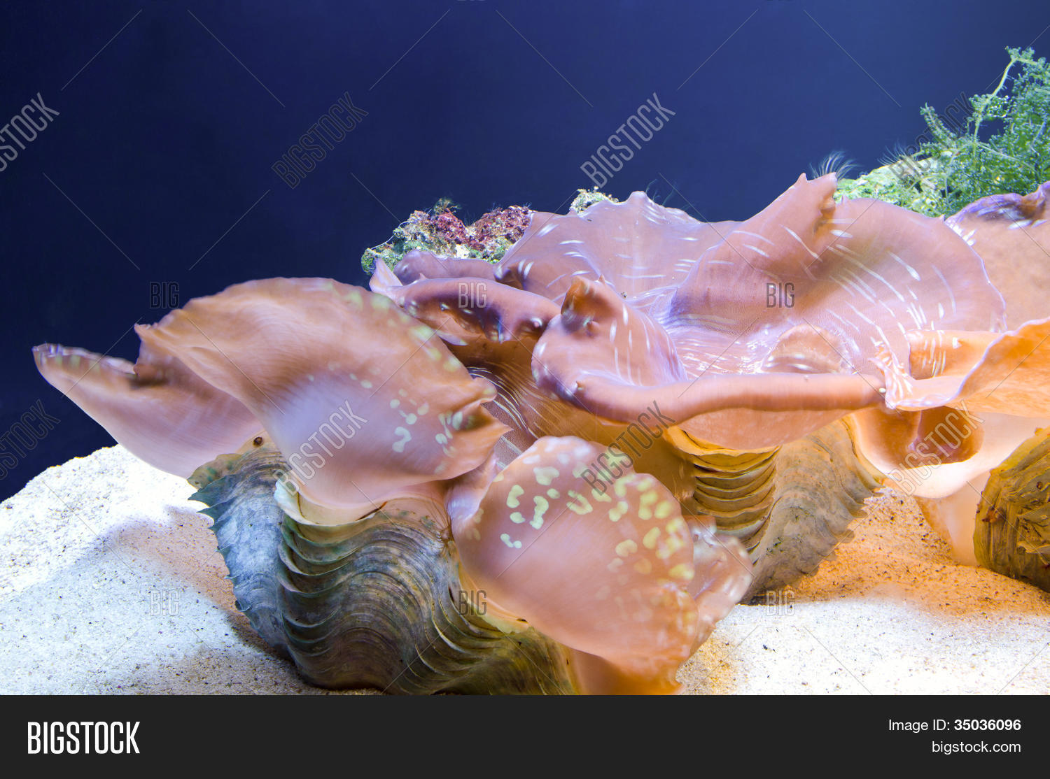 Kind Large Shellfish Image & Photo (Free Trial) | Bigstock