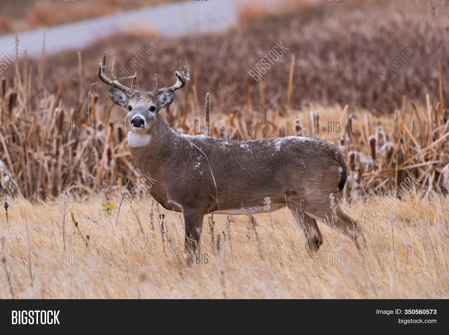 Wild Deer Colorado Image & Photo (Free Trial) Bigstock