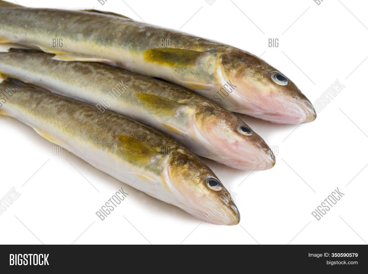 Saffron Cod Marine Image & Photo (Free Trial) Bigstock