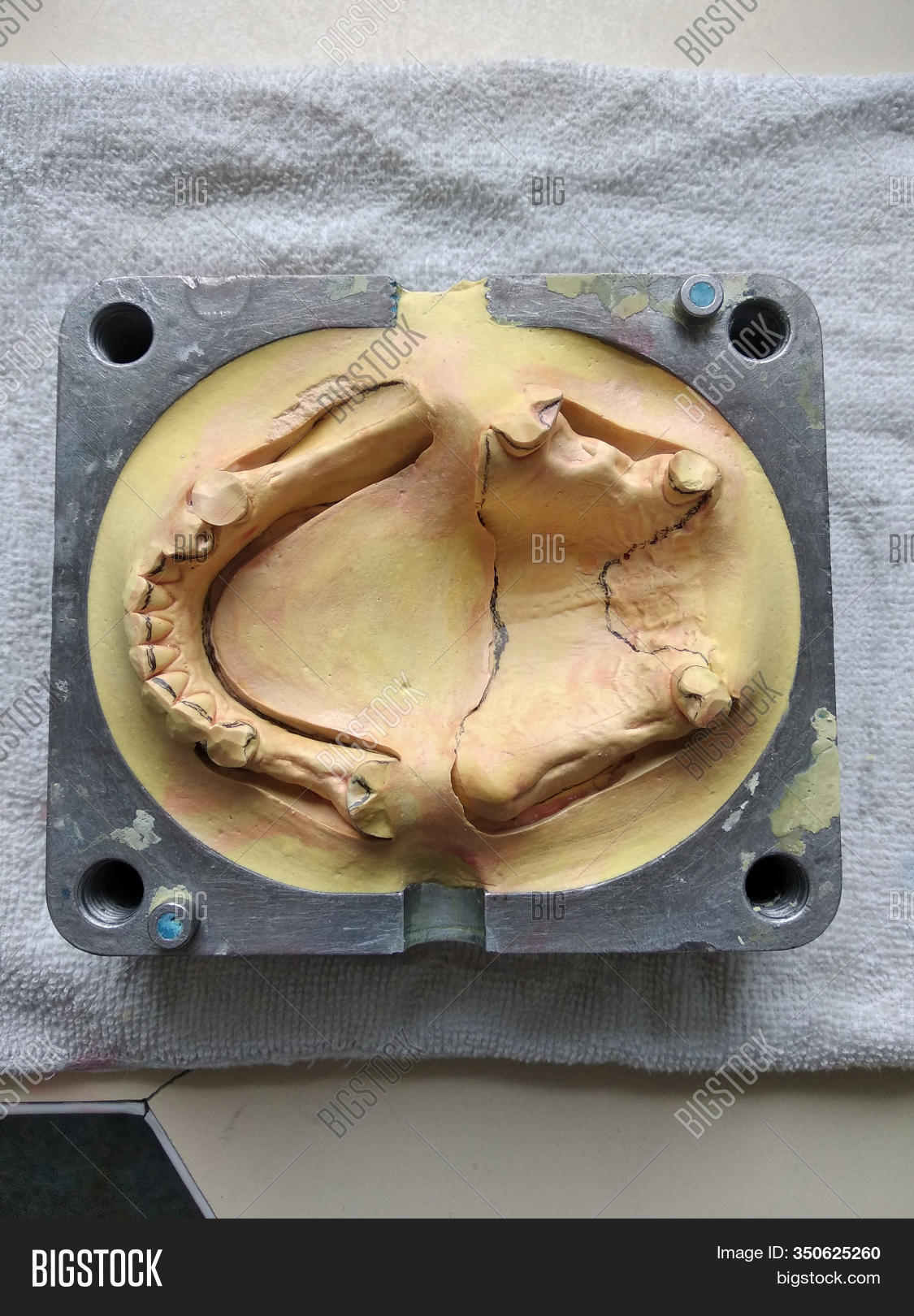 Dental Cuvette Image & Photo (Free Trial) Bigstock