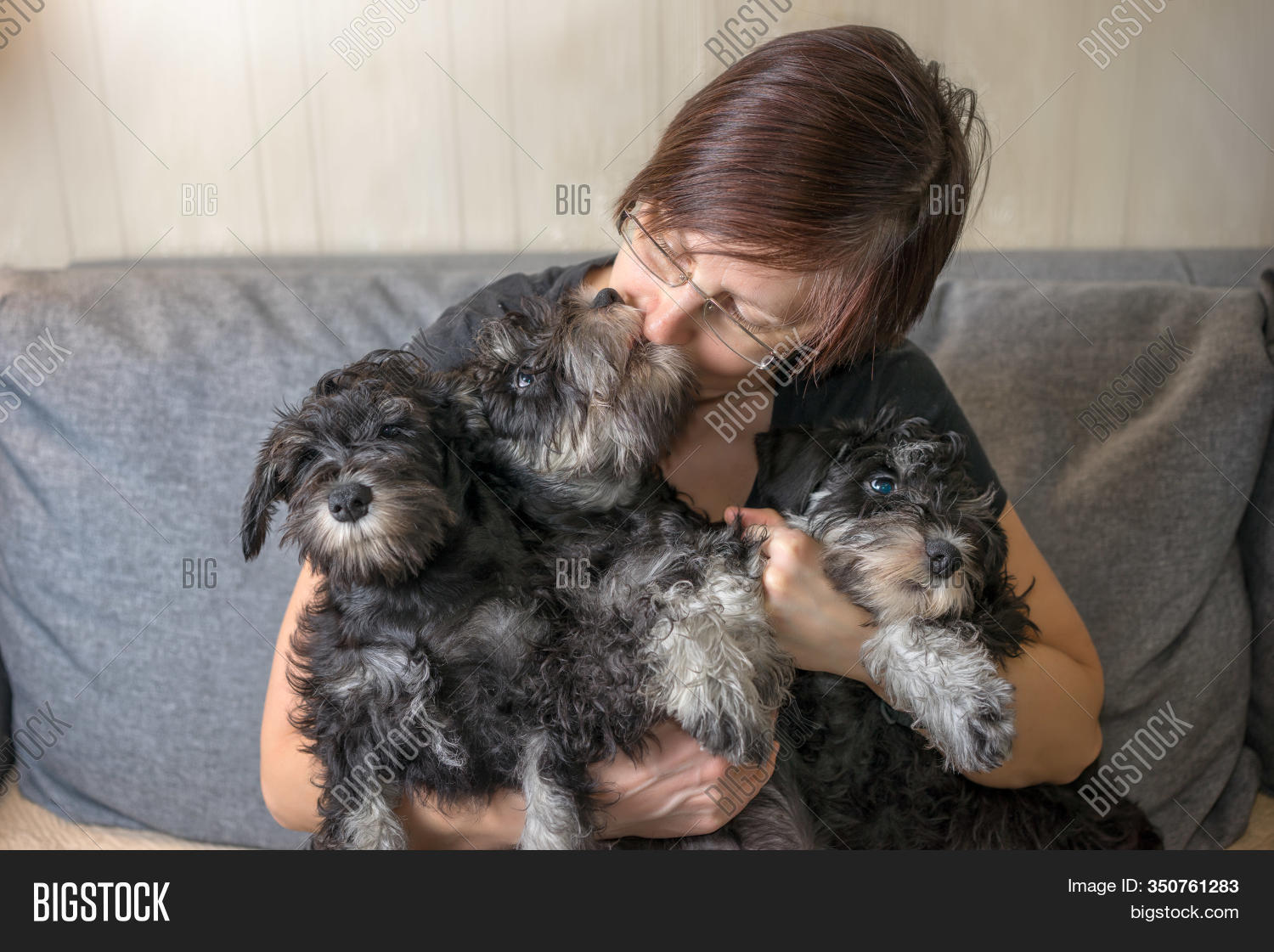 free schnauzer puppies