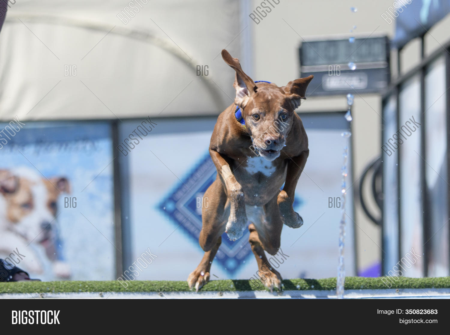 Vizsla Jumping Into Image & Photo (Free Trial) Bigstock