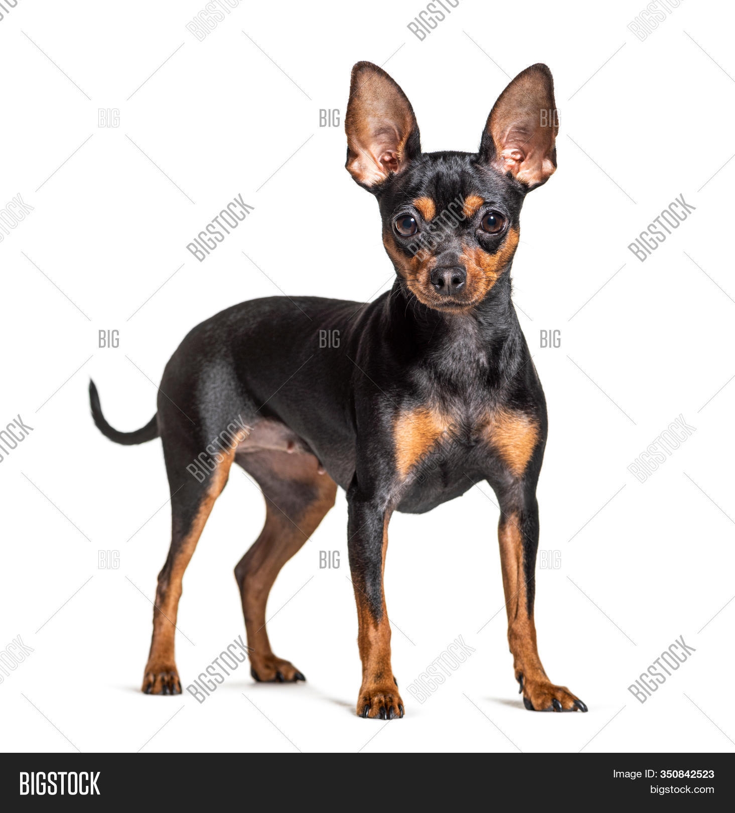 Standing Prague Ratter Image & Photo (Free Trial) Bigstock