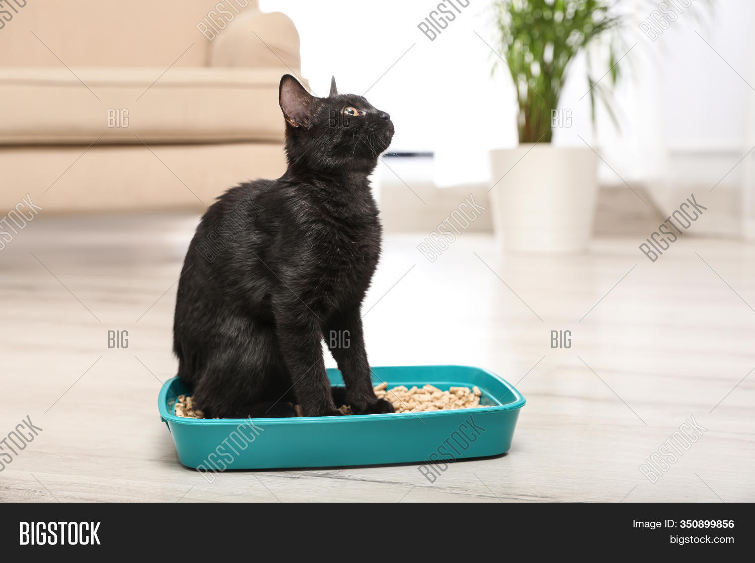 black cat litter