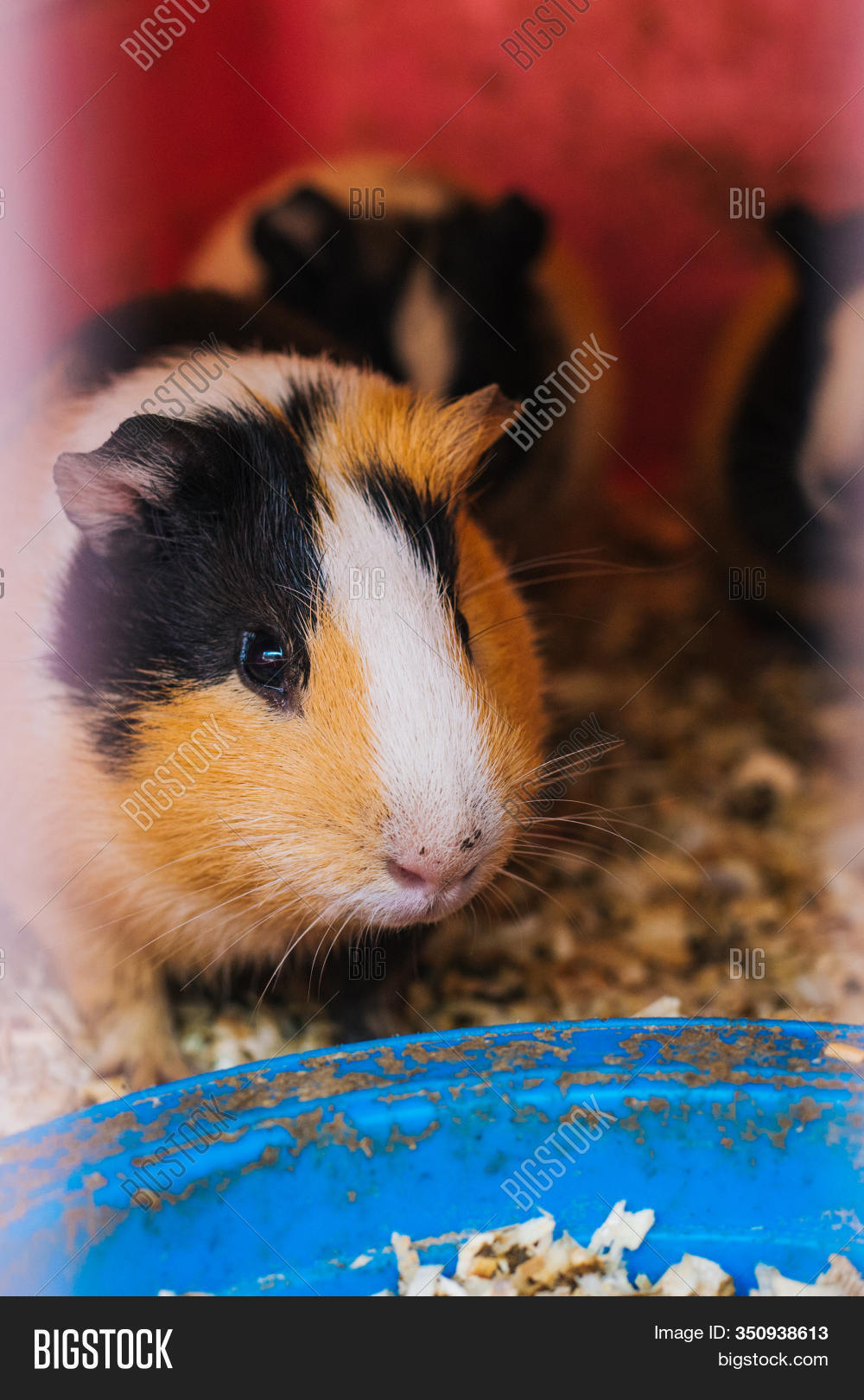 Guinea Pig Sits Image & Photo (Free Trial) Bigstock