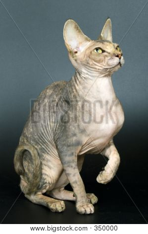 Den Canadian Sphynx