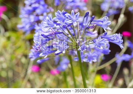 Blooming blue Agapantus in nature