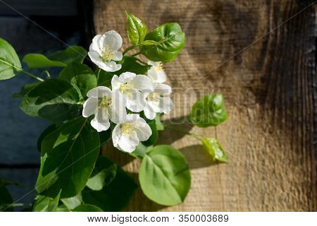Creative Top View Apple Tree Blooming Flowers Brunch   On  Rustic Wooden   Background With Copy Spac