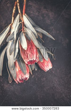 Protea flowers bunch. Blooming Pink King Protea Plant over dark background. Extreme closeup. Holiday gift, bouquet, buds. One Beautiful fashion flower macro shot. Valentine's Day gift