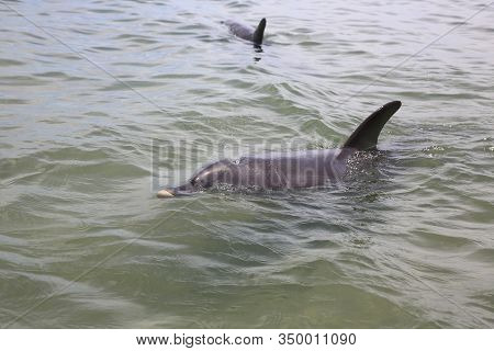 Bottle-nosed Dolphin (tursiops) Directly At The Beach In Western Australia