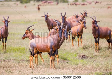Kenya. Safari in Masai Mara National Park. Large flock of Tsessebe antelopes graze together. Magnificent trip to the African savannah. Ecological, active and phototourism concept