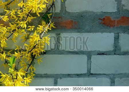 Branch With Yellow Flowers Over Brick Wall Background With A Lot Of Copyspace For Text. Abstract Tex
