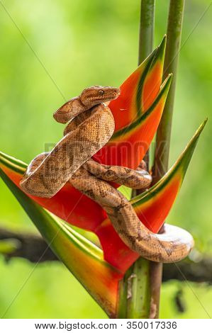 Boa (corallus Annulatus). Parque Nacional Volcan Arenal. Costa Rica