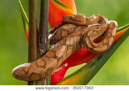 Boa (corallus Annulatus). Parque Nacional Volcan Arenal. Costa Rica