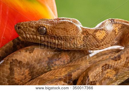 Boa (corallus Annulatus). Parque Nacional Volcan Arenal. Costa Rica