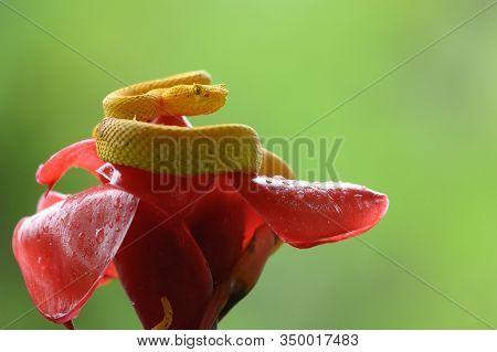 Boa (corallus Annulatus). Parque Nacional Volcan Arenal. Costa Rica