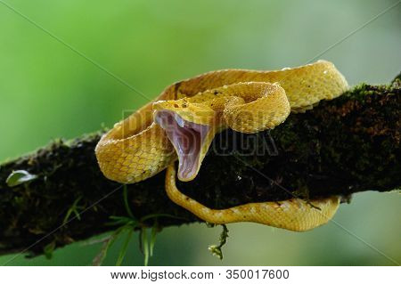 Boa (corallus Annulatus). Parque Nacional Volcan Arenal. Costa Rica