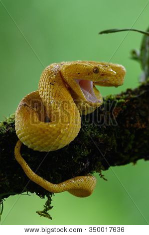 Boa (corallus Annulatus). Parque Nacional Volcan Arenal. Costa Rica