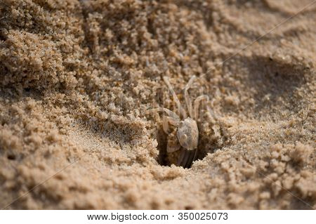 Crab On Karon Beach In Thailand, Phuket. Digs A Mink In The Sand