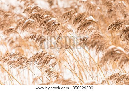 Beautiful Horizontal Background Or Texture Of The 
 Feather Grass Or Kovyl Field Covered With Hoar O