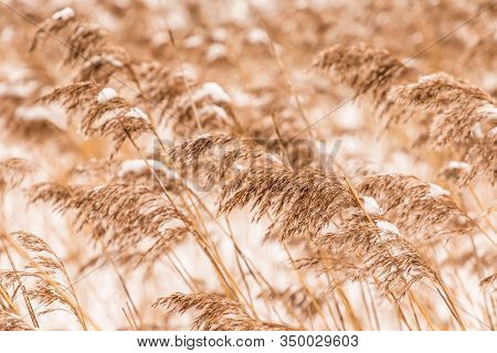 Beautiful Horizontal Background Or Texture Of The 
 Feather Grass Or Kovyl Field Covered With Hoar O