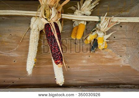 Ears Of Dried Corn Hanging On The Street To Dry. Background For Food And Livestock.