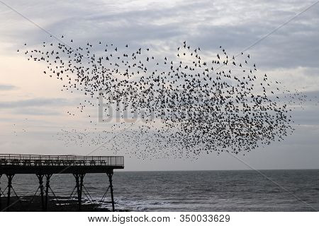 Starlings In A Flock Or Murmuration Gathering Above The Pier Under Which They Roost
