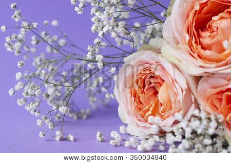 Delicate Wedding Arrangement With A Beautiful Peach Rose And A Sprig Of Babys Breath On A Purple Bac