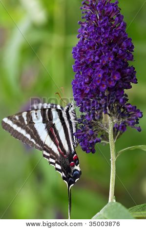 Cebra Papilionidae