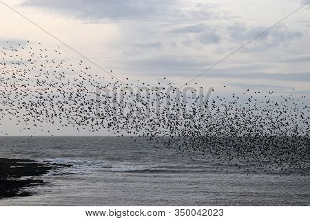 A Starling Murmuration Flying Above The Sea