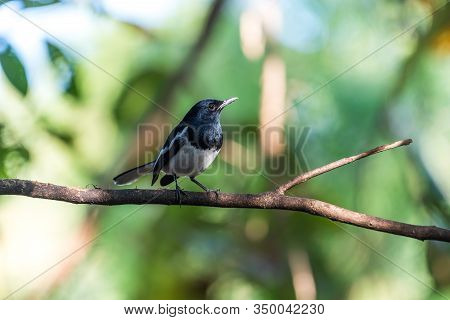 Bird (oriental Magpie-robin) In A Nature Wild
